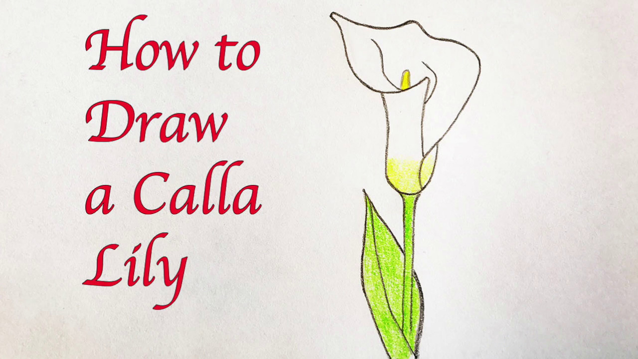 Calla lily drawing